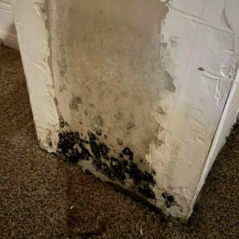Professional Mold Removal in Roseville, MN